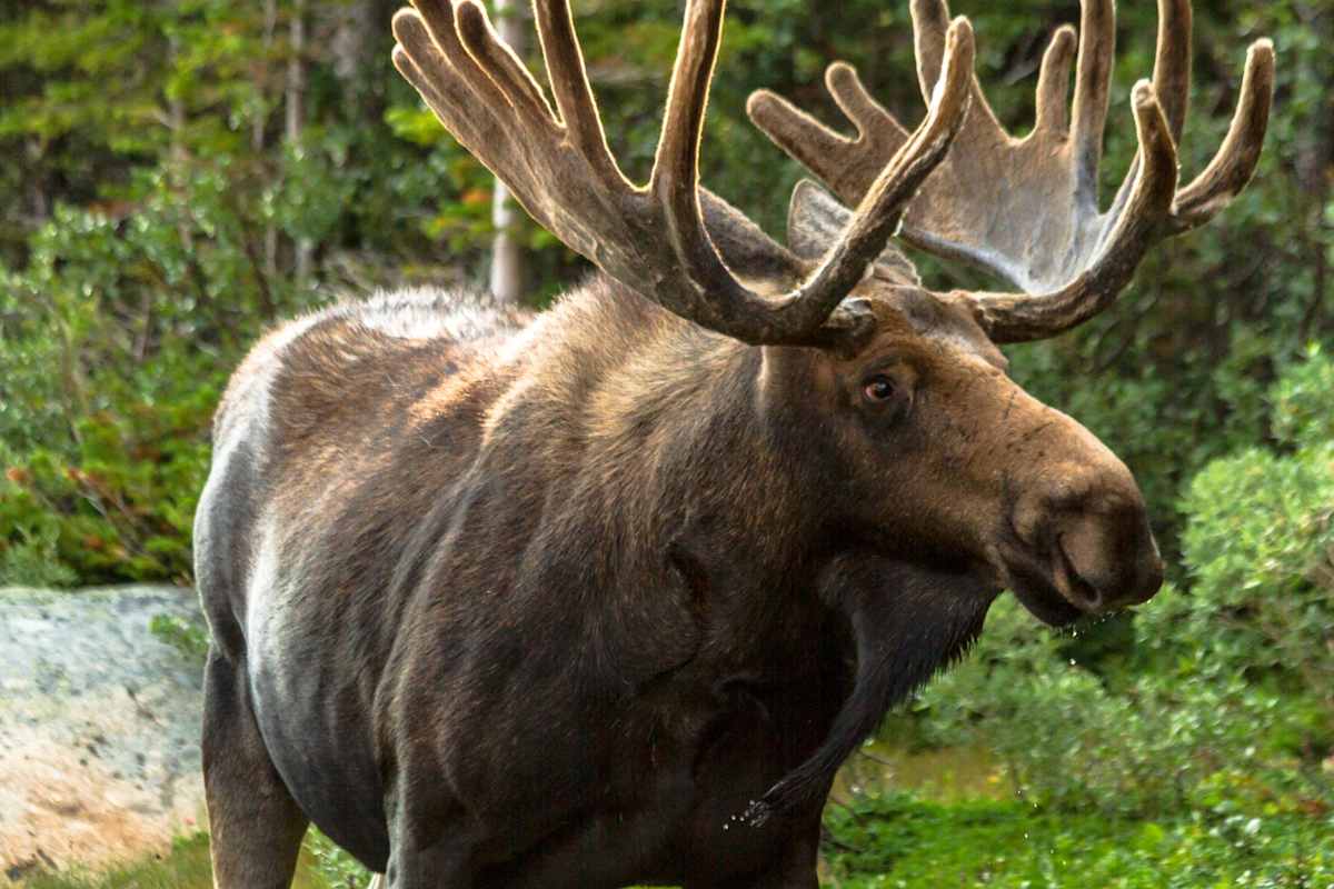 Moose in Quebec